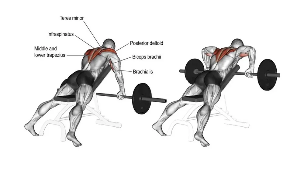 How To Stetch Rear Delts Rear Delt Workouts: The Key to Balanced, Powerful Shoulders
