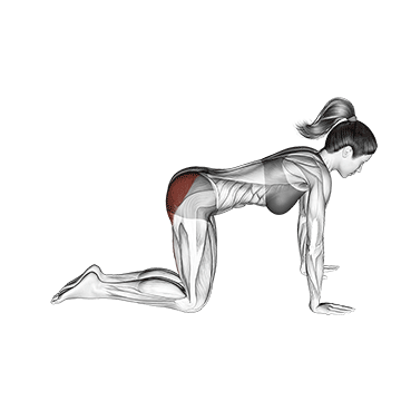 TREINO PARA MULHERES INICIANTES com donkey kicks