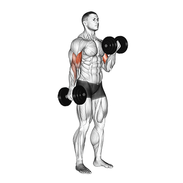 5 exercícios de bíceps poderosos