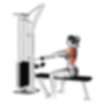 Seated Low Row Exercise
