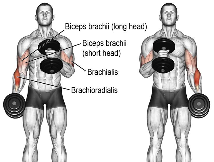 Rosca Martelo: O Exercício Que Transforma Seus Braços (Guia Completo 2026)