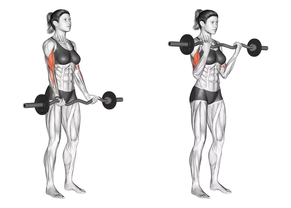 Barbell Arm Curl