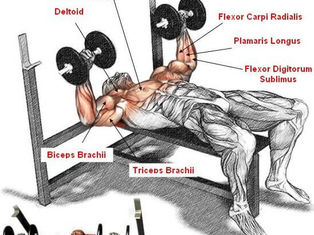 Dumbbell Bench Press: Form, Benefits, Variations & Programming for Chest