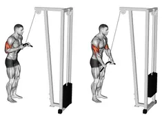 Push-Down: How to do it, Muscles Worked and Benefits [2025]