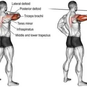 Cable Rear Delt Fly: Unleashing the Power of Posterior Shoulders