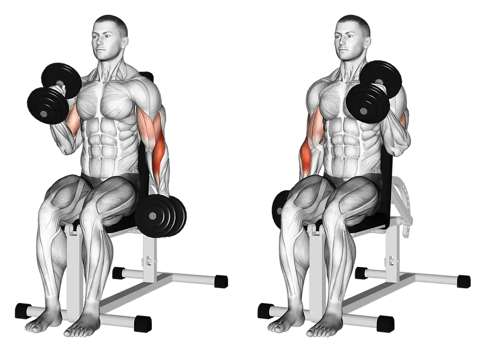 Rosca Martelo: O Exercício Que Transforma Seus Braços (Guia Completo 2026)