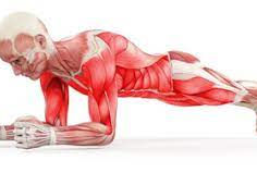Stop Doing Planks Wrong! The Ultimate Guide to a Bulletproof Core (And Zero Back Pain)