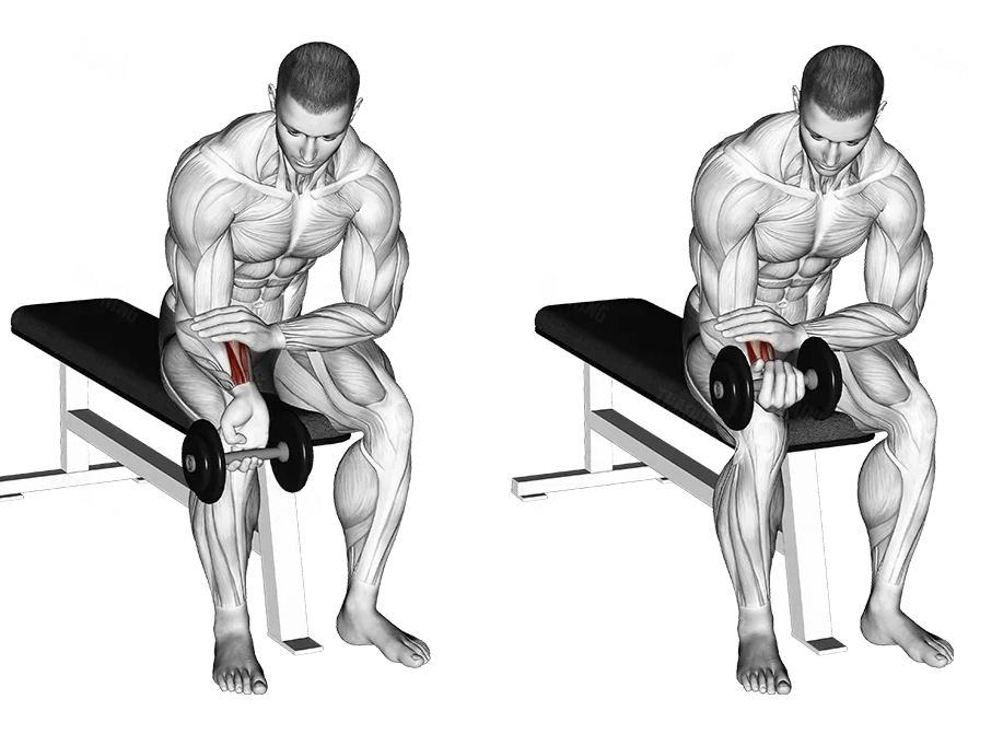 Rosca de Punho Invertida: O Exercício Que Ninguém Faz Mas Deveria