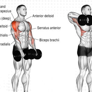 Dumbbell Upright Row: Safe Form, Benefits, Alternatives & Muscles Worked