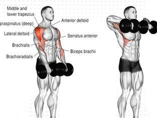 Dumbbell Upright Row: Safe Form, Benefits, Alternatives & Muscles Worked