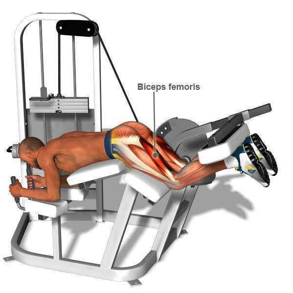 image show 5 Benefits of Leg Curl Machine