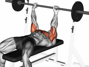 Qual a Diferença entre Supino Reto e Supino Máquina?