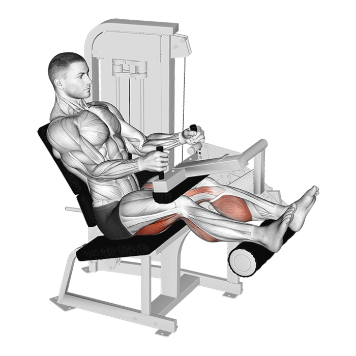 How To Do Leg Curls Over 40 Perfect Form 6 Knee Safe Variations 2025 