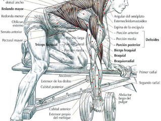Single‑Arm Dumbbell Row: Form, Muscles Worked, Benefits & Mistakes
