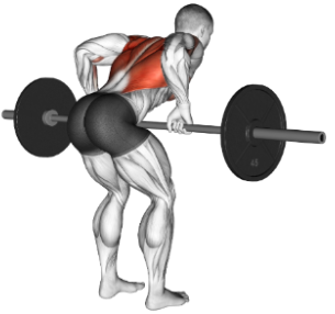 Supinated Bent-Over Row: Form Guide & Lower Back Safety