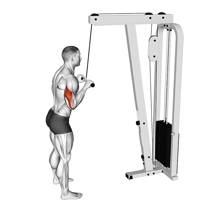 Cable Tricep Pushdowns: How to do it, Muscles Worked and Benefits [2025]