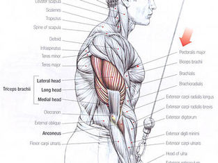 9 Exercícios Poderoso de Tríceps
