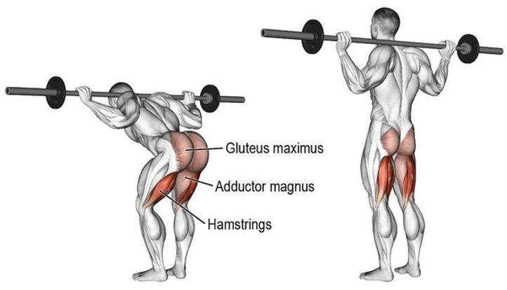 Good Morning Exercise Form Build Hamstrings Stop Back Pain good-morning-exercise-form-build-hamstrings-stop-back-pain