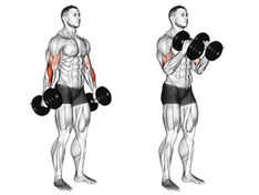 5 Melhores Exercícios para Fortalecer o Braquioradial