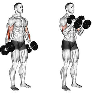 5 Melhores Exercícios para Fortalecer o Braquioradial