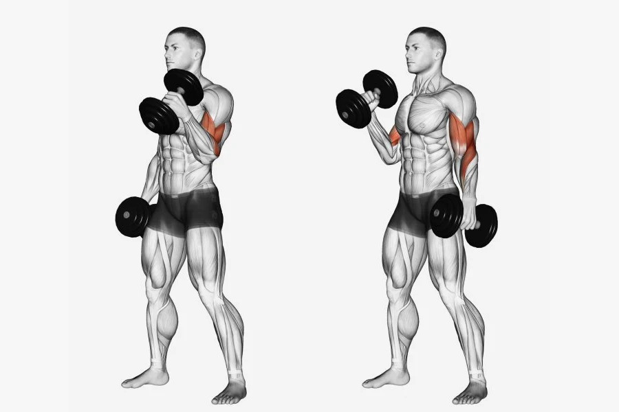 Dumbbell Bicep Curls Your Ultimate Guide
