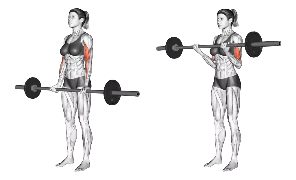 Barbell Arm Curl The Classic Exercise for Building Bicep Strength and Size