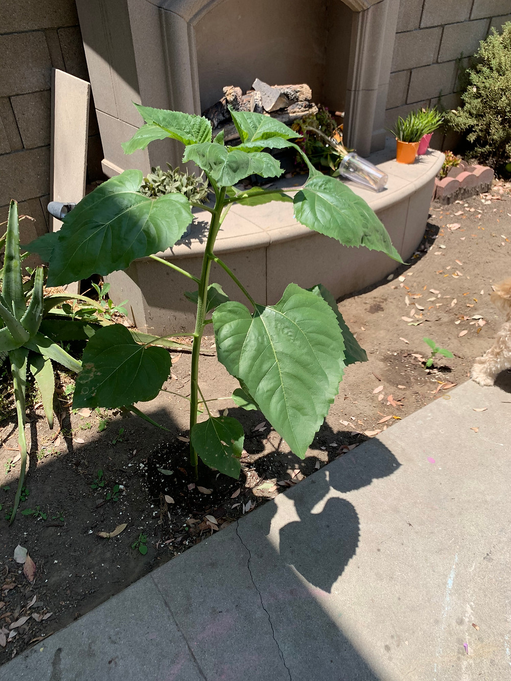 sunflower