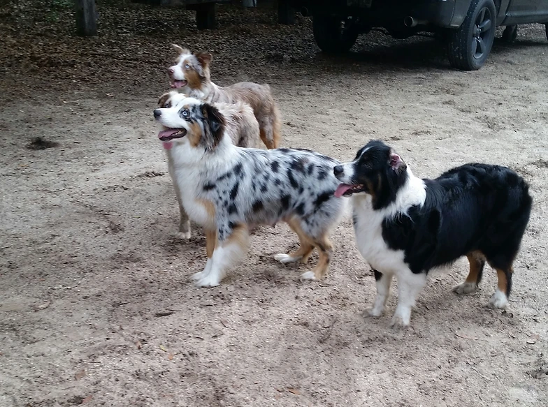 Ladies Swingin T Ranch Australian Shepherds