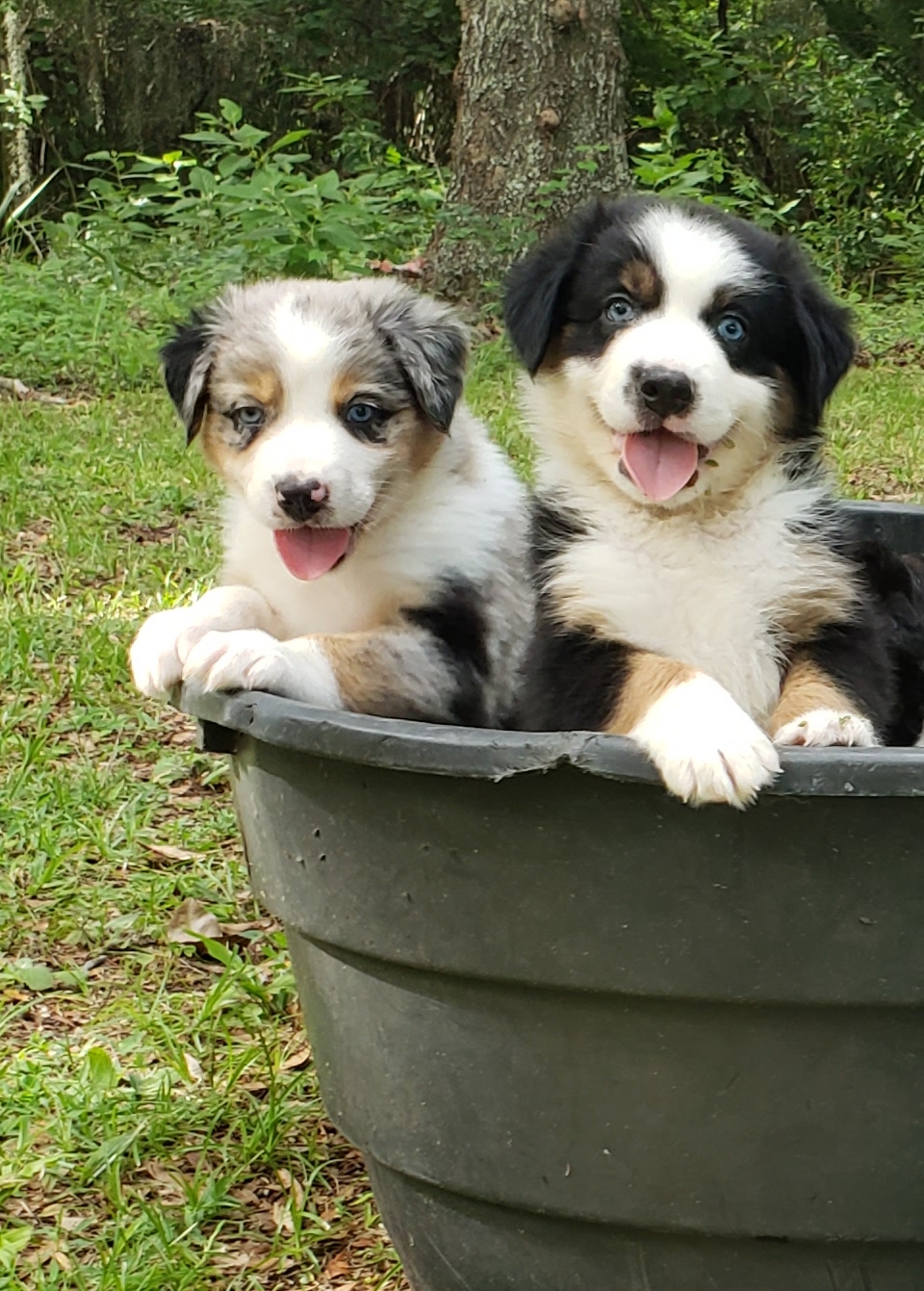 australian shepherd ranch