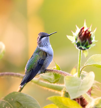 Hummingbird
