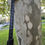 Thumbnail: Starboard Enduro Carbon - Model 2024 size M