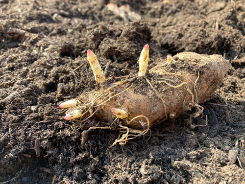 Jeruslam artichoke bulbs.jpg