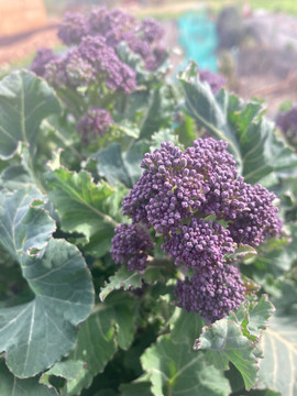 purple sprouting broc.jpeg