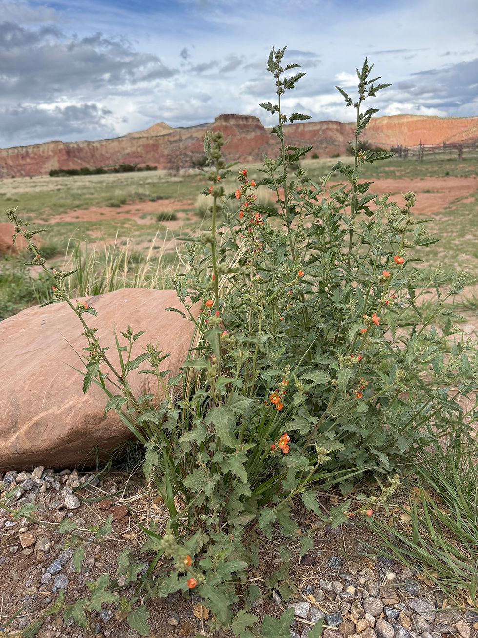 Thumbnail: Desert Daydreams Globe Mallow Kit
