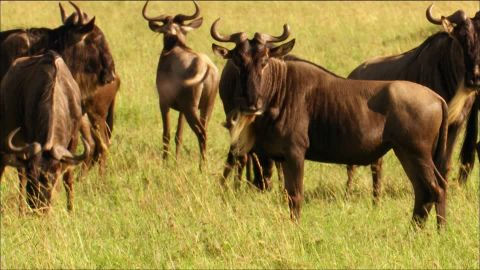 923620635-branco-di-gazzelle-gnu-tanzania-savana