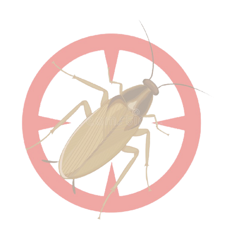 barata
