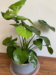 image1 (3).jpeg