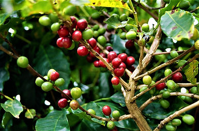 CD 13 - 101 norit - 05030009 editada.jpg