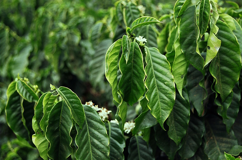 CAFÉ 1 - Folhas de um pé de café, com suas primeiras flores