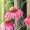 Thumbnail: Original Painting Framed BEE and Purple Coneflower