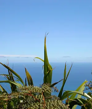 rito o te harakeke.webp