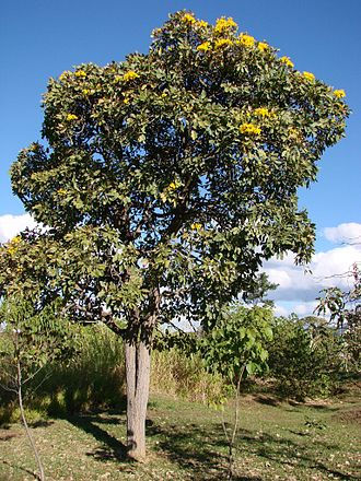 ree