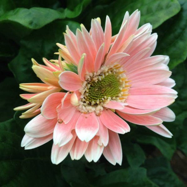 Monday, May 3, 2021 Gerbera Daisies