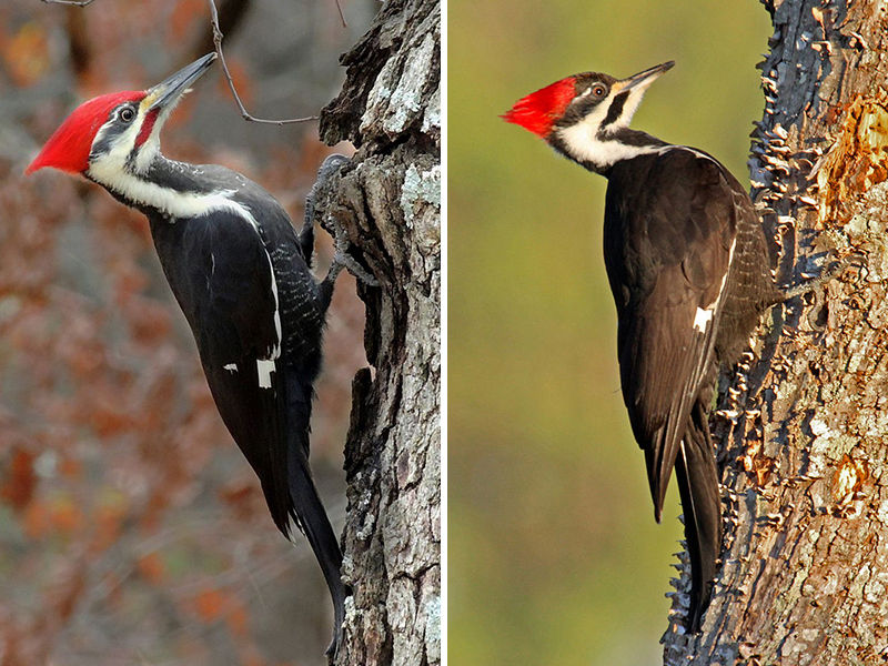Tuesday, May 5, 2020 Why Do Woodpeckers Peck Wood?