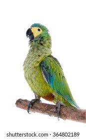 ree