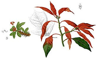 ree