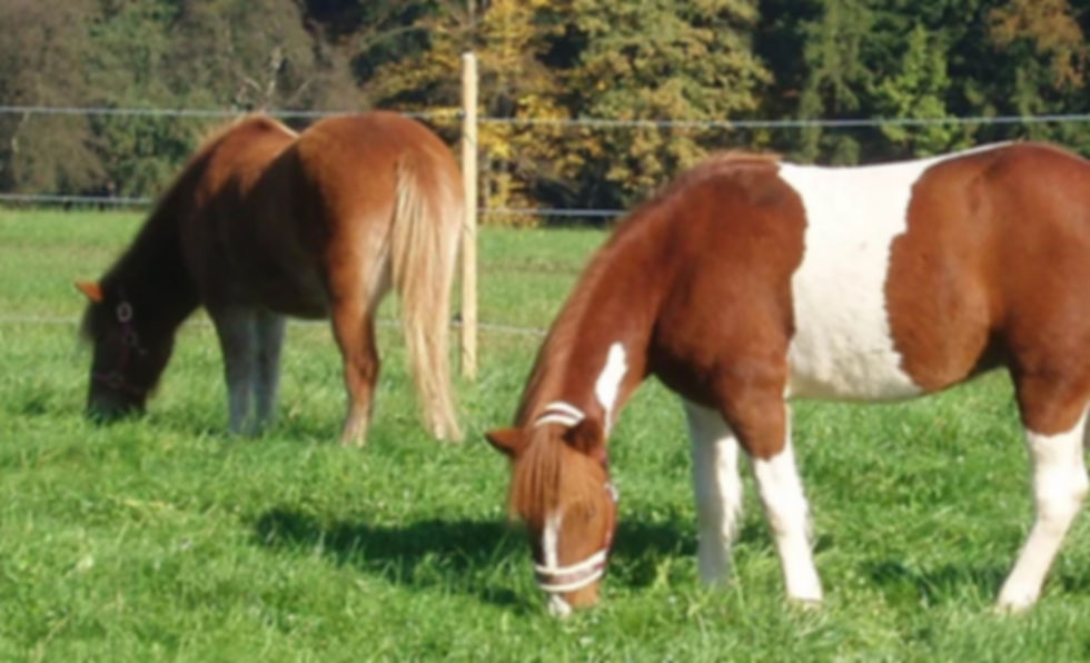 Ponys auf der Koppel beim Gras fressen
