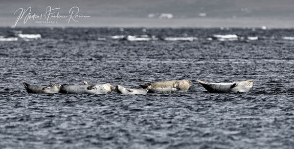 _RPA1960_traitée ok_NBC.jpg