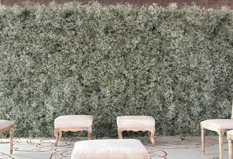 Gypsophila backdrop at wedding mandap.