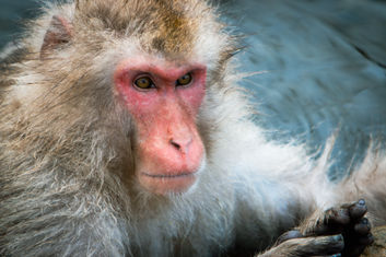 Japanese Macaque Snow Monkey 2018
